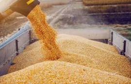 Stabilitate pe piața cerealelor în Moldova, cu prețuri constante