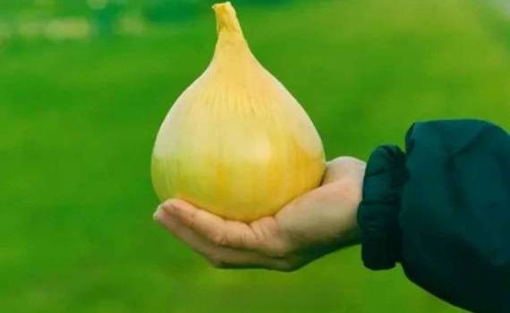 В Украине вывели сорта лука необычных форм с рекордной урожайностью - agroexpert.md