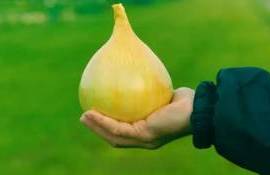 В Украине вывели сорта лука необычных форм с рекордной урожайностью - agroexpert.md