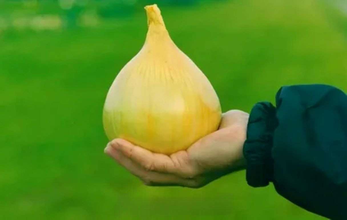 В Украине вывели сорта лука необычных форм с рекордной урожайностью - agroexpert.md