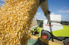 Урожай кукурузы во Франции падает из-за засухи - agroexpert.md