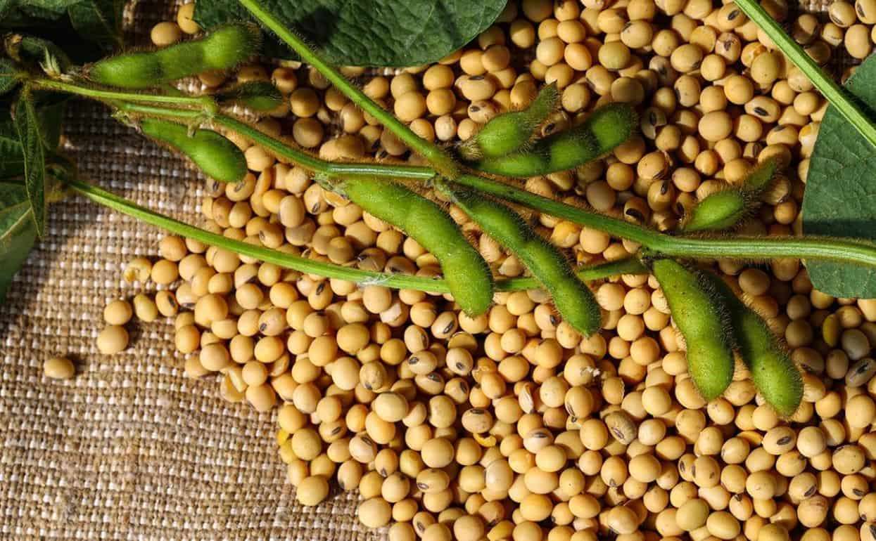 Экспорт сои из США вполовину ниже прошлогоднего - agroexpert.md