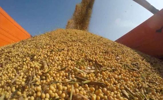 В Германии прогнозируют рекордный урожай сои - agroexpert.md