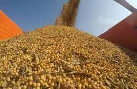 В Германии прогнозируют рекордный урожай сои - agroexpert.md