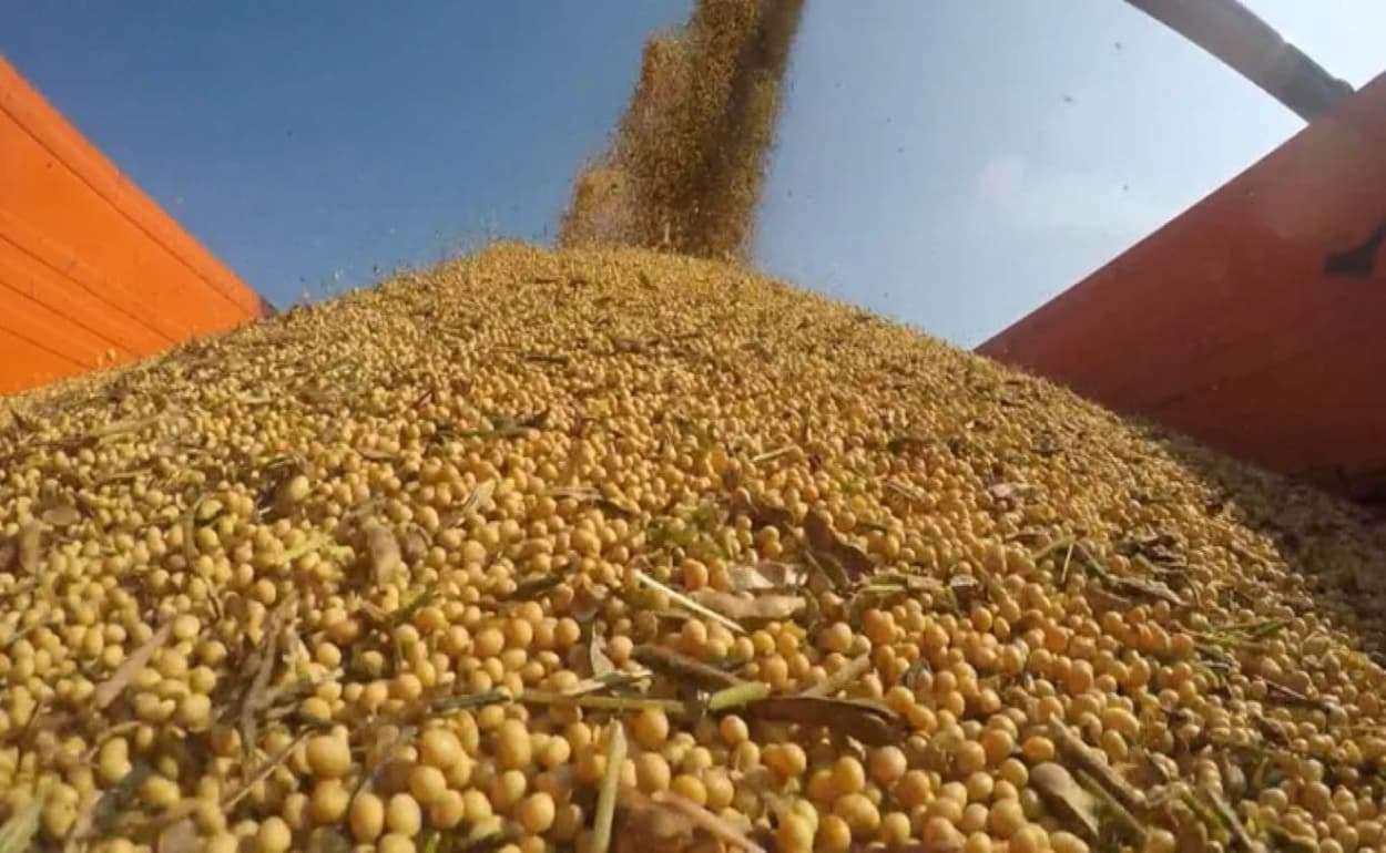 В Германии прогнозируют рекордный урожай сои - agroexpert.md