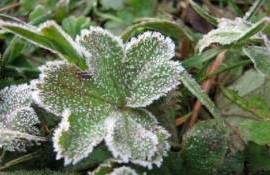 Заморозки в Молдове до -3 градусов: аграриев предупреждают о рисках потерь - agroexpert.md