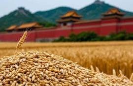 Китай в сентябре закупил у России пшеницу на рекордную сумму — 1,29 млн долларов - agroexpert.md