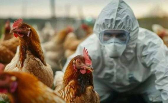 Птичий грипп вернулся в Нидерланды: 71 тысяча кур уничтожена - agroexpert.md