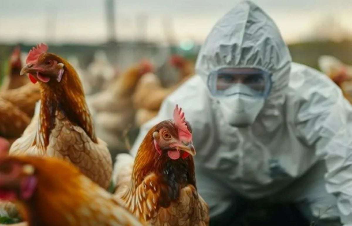 Птичий грипп вернулся в Нидерланды: 71 тысяча кур уничтожена - agroexpert.md