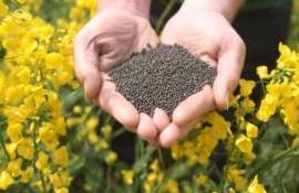 Украинский рапс дешевеет на фоне снижения спроса - agroexpert.md