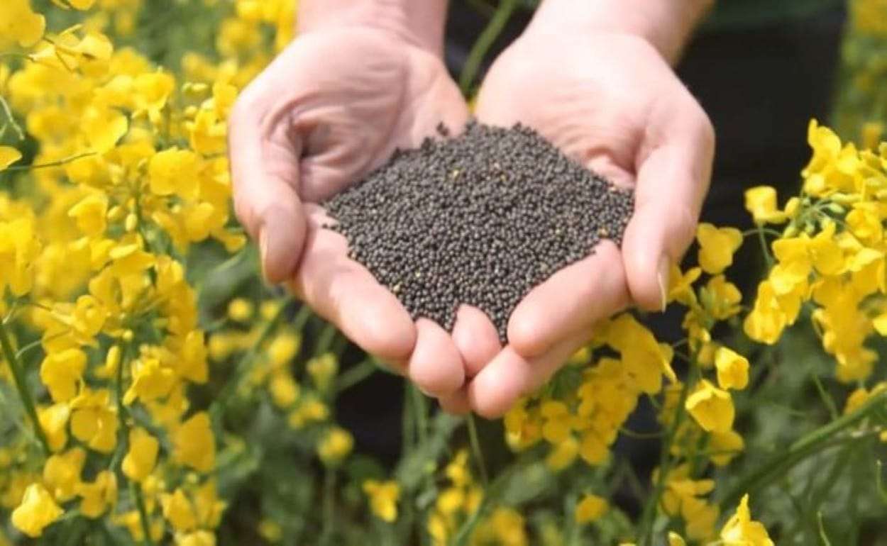 Украинский рапс дешевеет на фоне снижения спроса - agroexpert.md