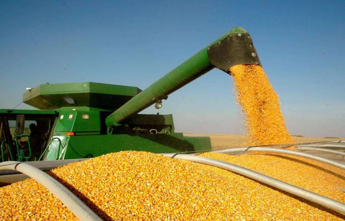 Цены на кукурузу в Украине: уборка задерживается, но давит на рынок - agroexpert.md