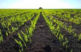 Тёплая неделя — шанс для фермеров Молдовы завершить сев и спасти урожай - agroexpert.md