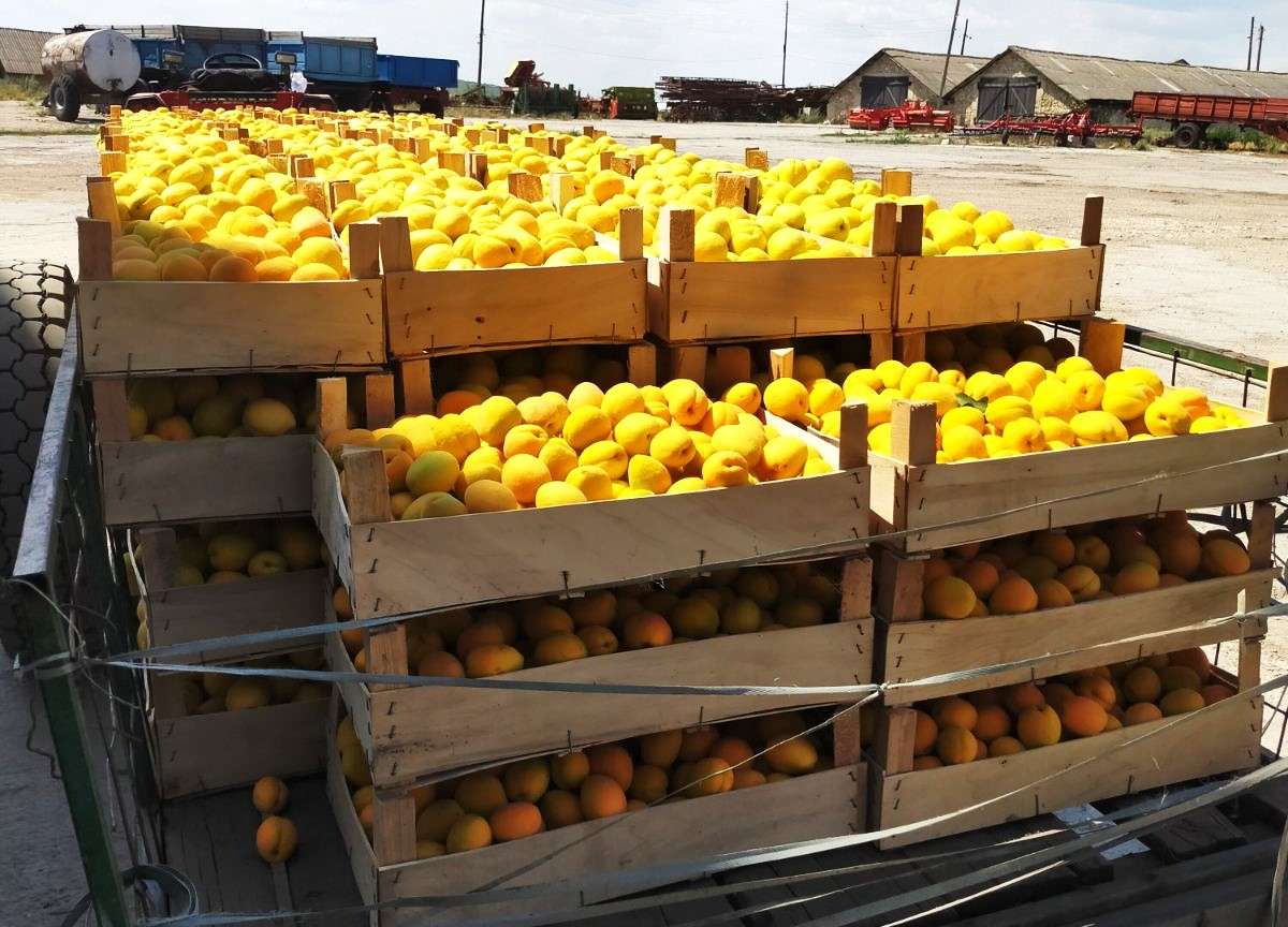 fructe pastrate in depozit