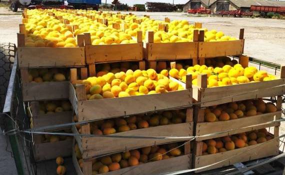fructe pastrate in depozit