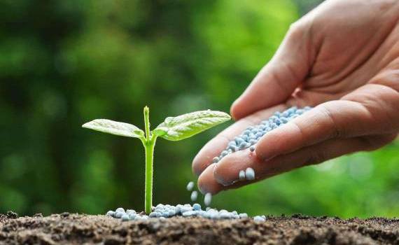 Piața fertilizanților 2024–2025: Scădere a importurilor - agroexpert.md