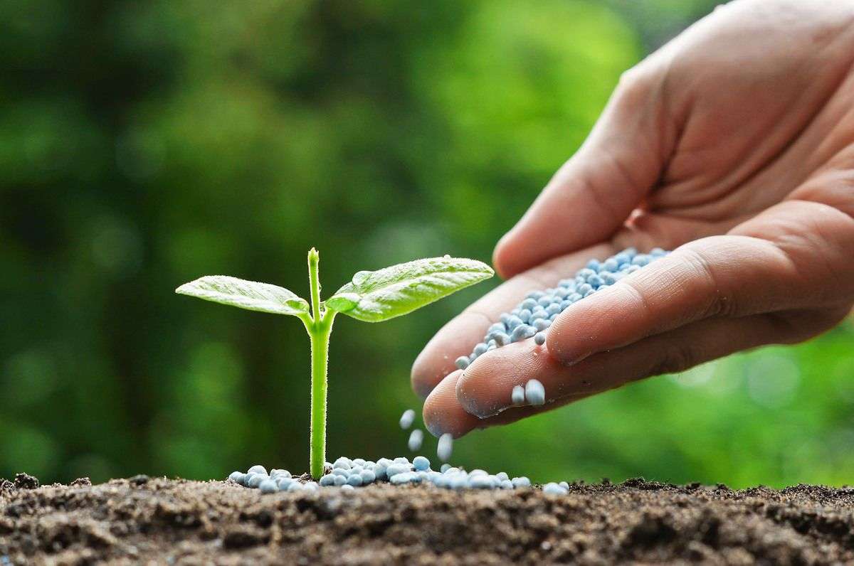 Piața fertilizanților 2024–2025: Scădere a importurilor - agroexpert.md