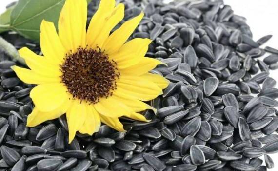 Подсолнечник в Украине пользуется высоким спросом и растёт в цене - agroexpert.md