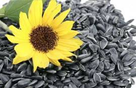 Подсолнечник в Украине пользуется высоким спросом и растёт в цене - agroexpert.md