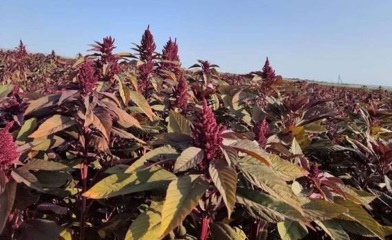 Амарант в Молдове - agroexpert.md