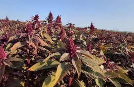 Амарант в Молдове - agroexpert.md
