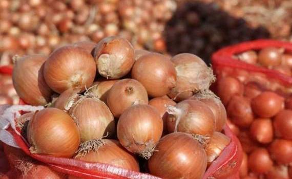 Украина обходит Молдову на румынском рынке лука благодаря низким ценам - agroexpert.md