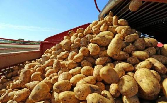 Польша в текущем году увеличит производство картофеля на 15% - agroexpert.md