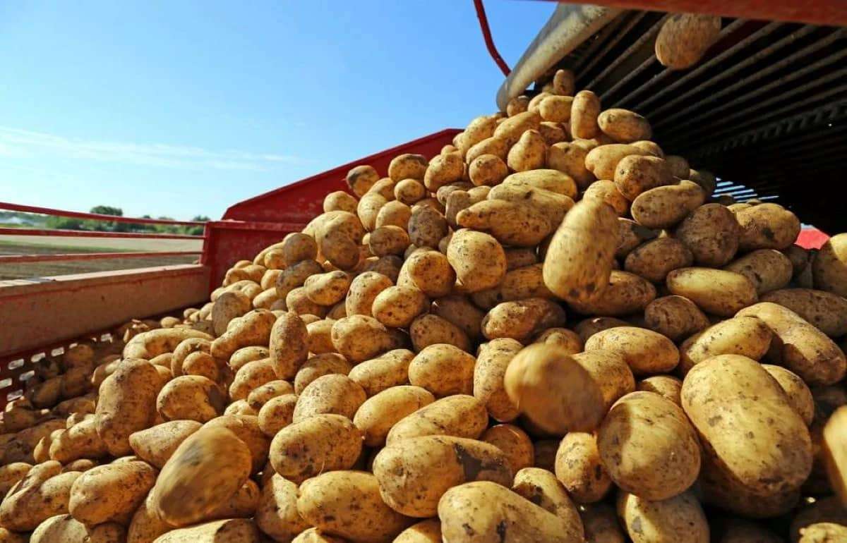 Польша в текущем году увеличит производство картофеля на 15% - agroexpert.md