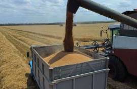 В текущем сезоне урожай зерна в РФ достиг 135 млн тонн - agroexpert.md