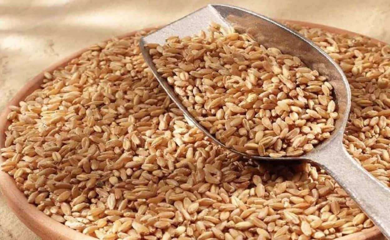 Алжир на тендерах предпочитает пшеницу из Причерноморья - agroexpert.md