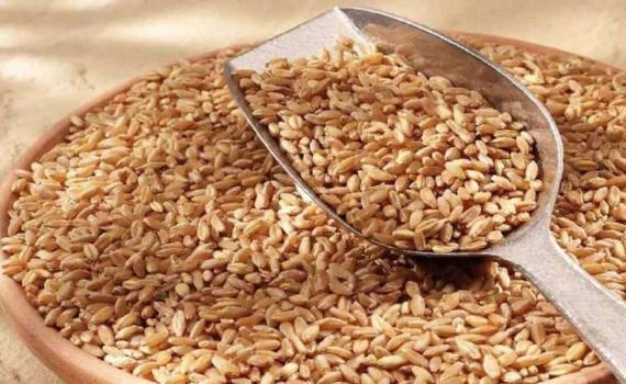 Алжир на тендерах предпочитает пшеницу из Причерноморья - agroexpert.md