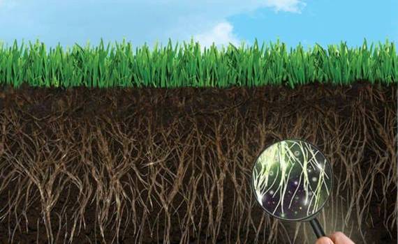 Минимальная обработка почвы способствует значительному росту биоты - agroexpert.md