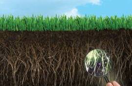 Минимальная обработка почвы способствует значительному росту биоты - agroexpert.md