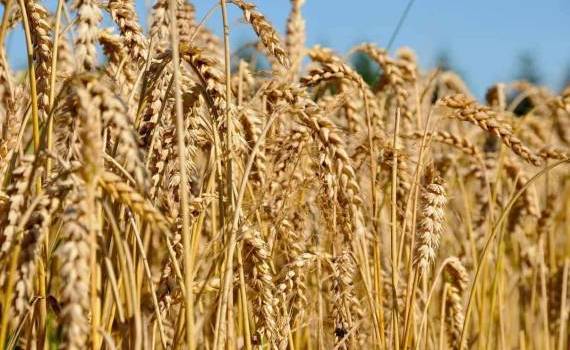  IGC: индекс цен на зерновые и масличные упал до пятилетнего минимума - agroexpert.md