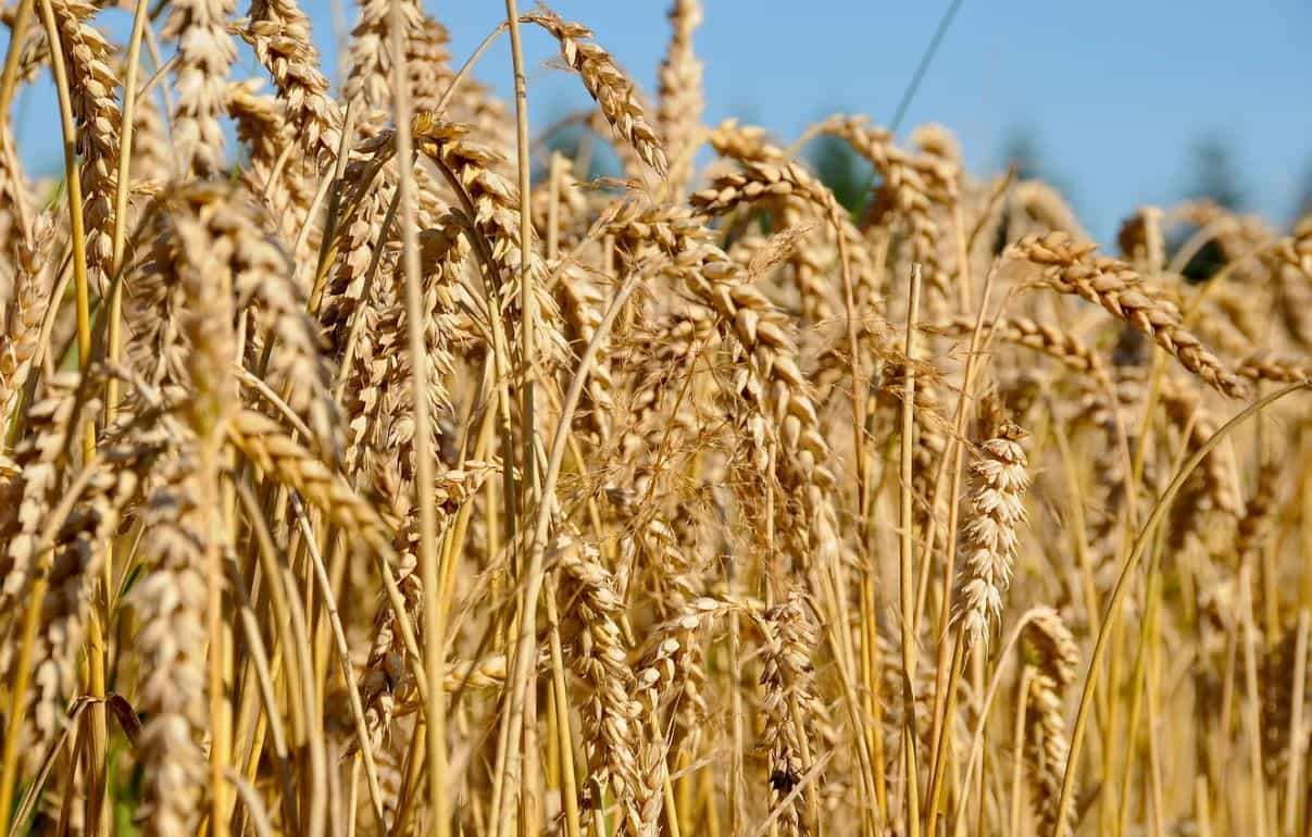 IGC: индекс цен на зерновые и масличные упал до пятилетнего минимума - agroexpert.md
