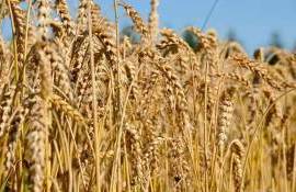 IGC: индекс цен на зерновые и масличные упал до пятилетнего минимума - agroexpert.md