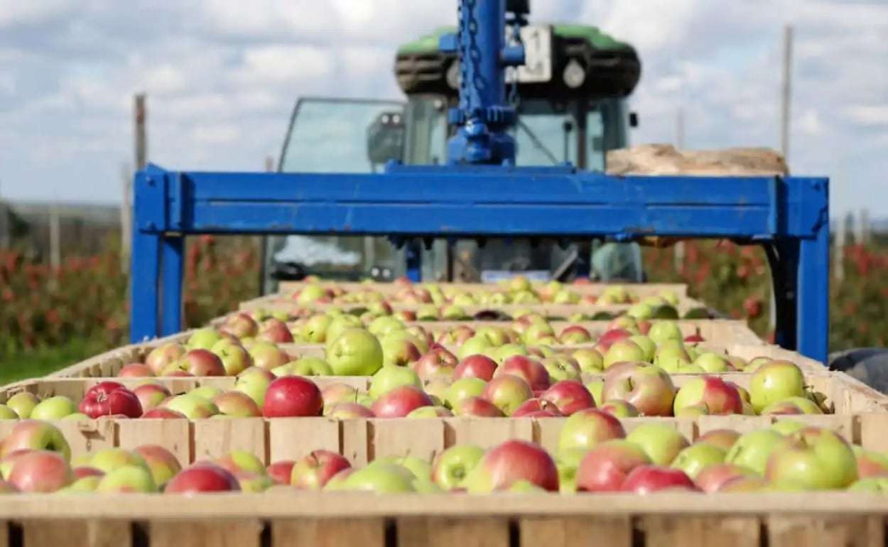 Цены на промышленное яблоко в Молдове продолжают стремительное падение - agroexpert.md