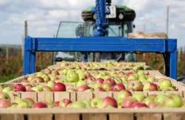 Цены на промышленное яблоко в Молдове продолжают стремительное падение - agroexpert.md