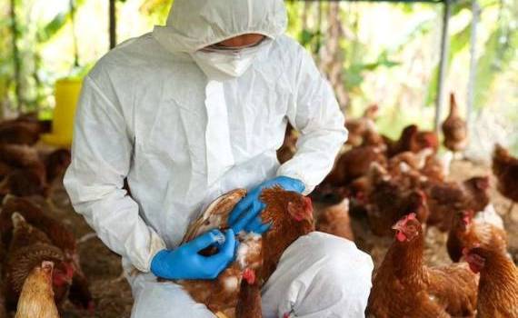 Во Франции повышен уровень тревоги из-за птичьего гриппа - agroexpert.md