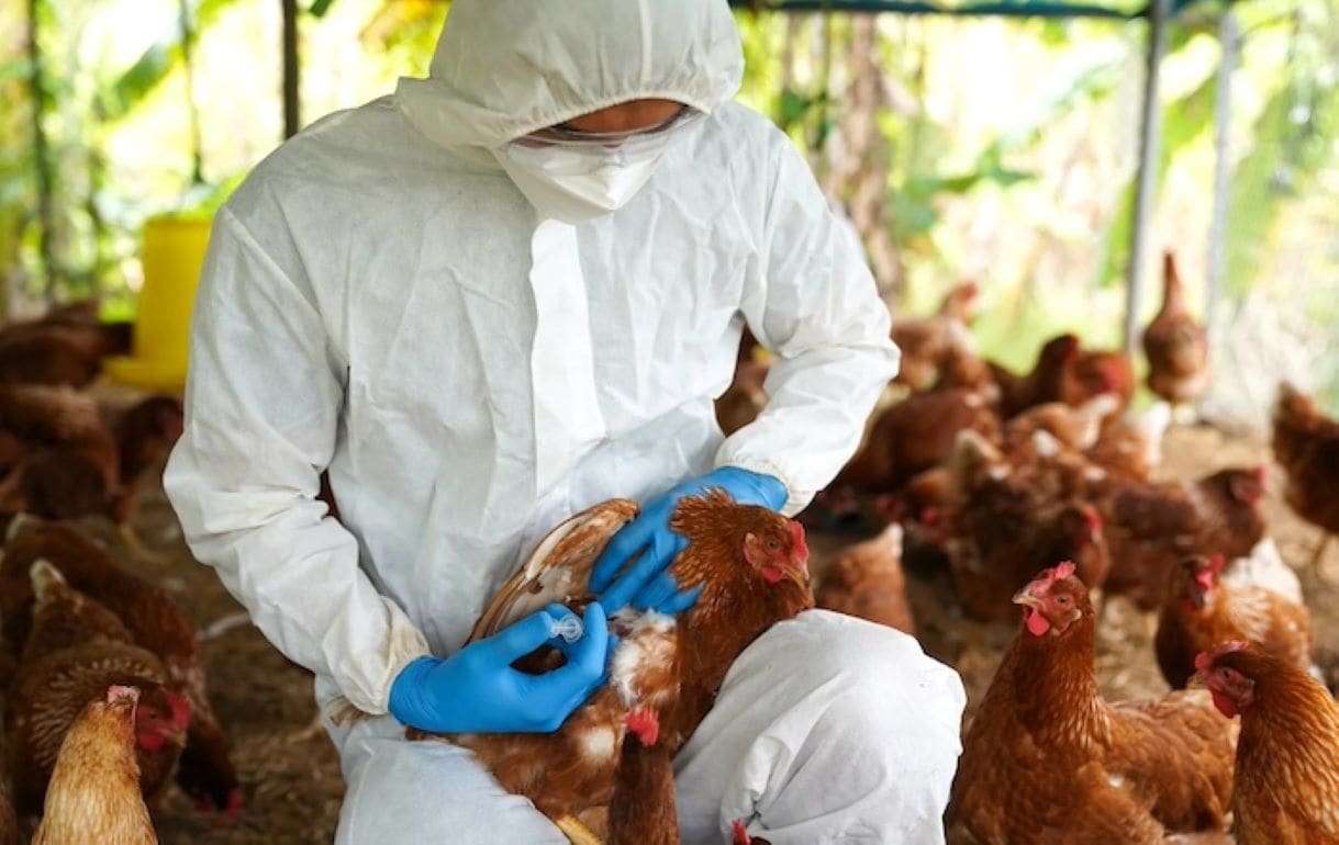 Во Франции повышен уровень тревоги из-за птичьего гриппа - agroexpert.md