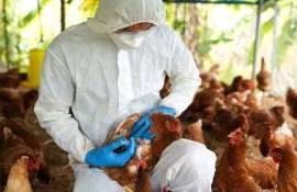 Во Франции повышен уровень тревоги из-за птичьего гриппа - agroexpert.md