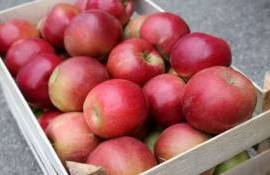 Хороший урожай яблок в Польше – шанс или испытание? Мировые рынки ждут - agroexpert.md