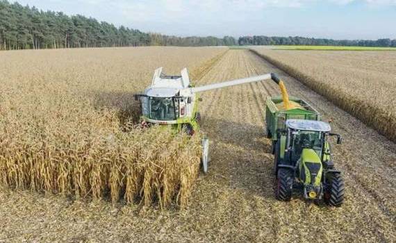 В Украине собрано 37,56 млн т зерна, уборка продолжается - agroexpert.md