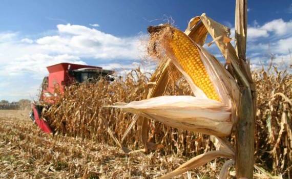Дожди тормозят уборку кукурузы, есть риски срывов форвардных контрактов - agroexpert.md