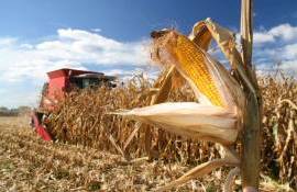 Дожди тормозят уборку кукурузы, есть риски срывов форвардных контрактов - agroexpert.md