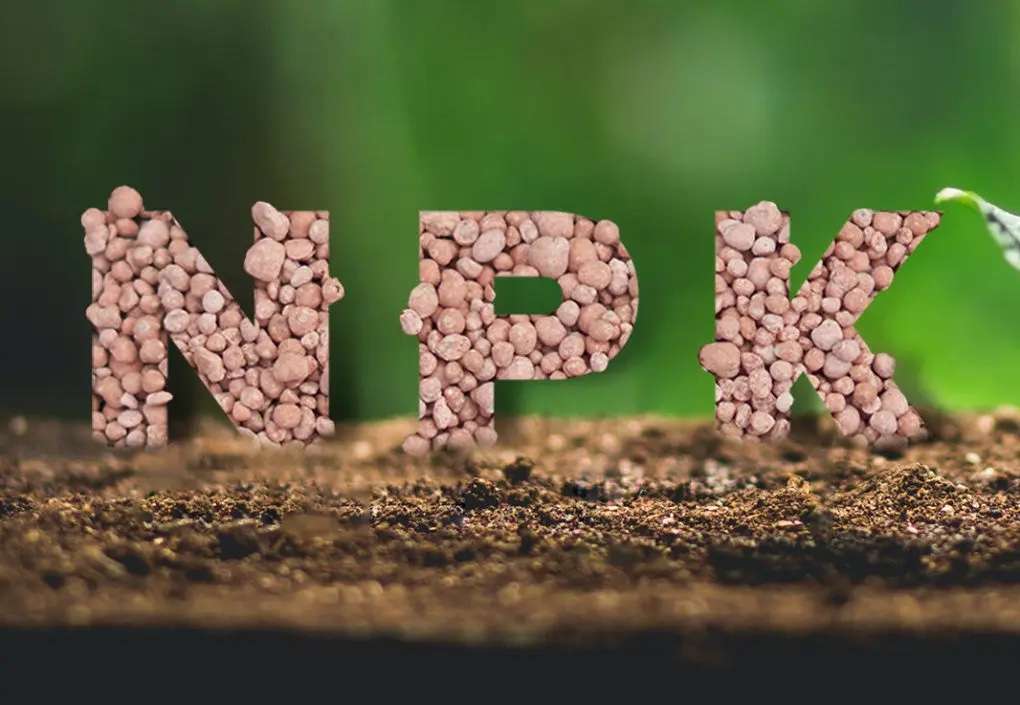 îngrășămintele NPK se scumpesc - agroexpert.md