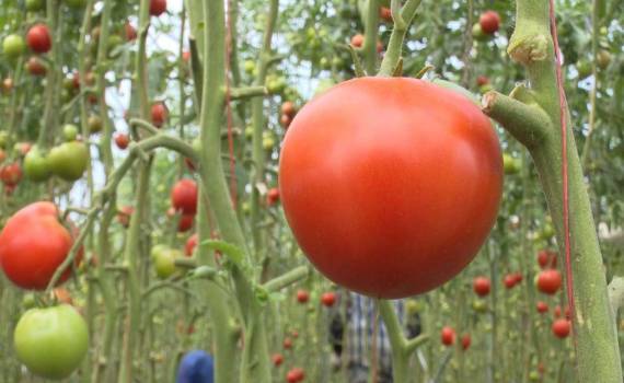 Октябрьские помидоры: фермер из Кэлэрашь собирает богатый урожай - agroexpert.md