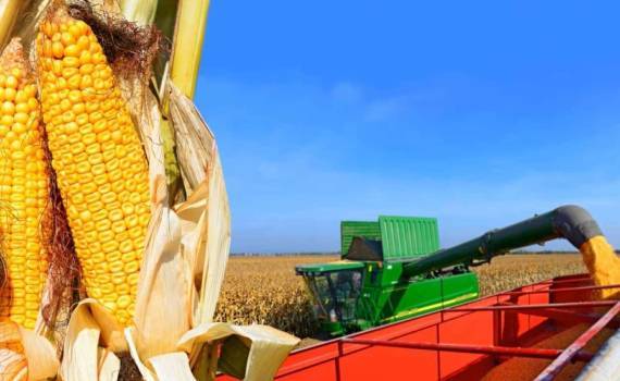 Украина в топ-5 мировых поставщиков кукурузы - agroexpert.md