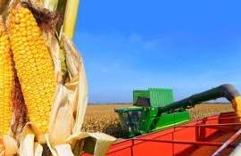 Украина в топ-5 мировых поставщиков кукурузы - agroexpert.md
