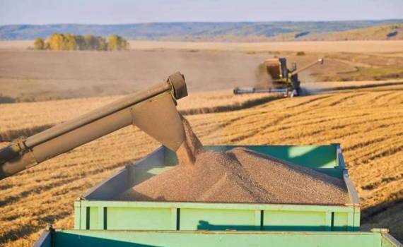 Турция в 2025 году ожидает снижения производства зерна и фруктов - agroexpert.md